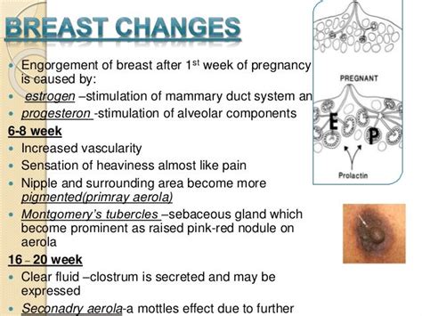 areola during pregnancy pictures|Breast Changes During Pregnancy .